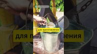 Уродливые ГРУШЕВИДНЫЕ ОГУРЦЫ: секретный раствор для восполнения калия #огурцы #огород #урожай #сад