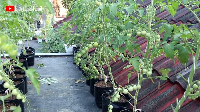 GARDEN TOUR! Update Tanaman Kebun Atap Rumah Elora And Family
