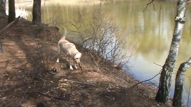 Лабрадор отрывается на природе )