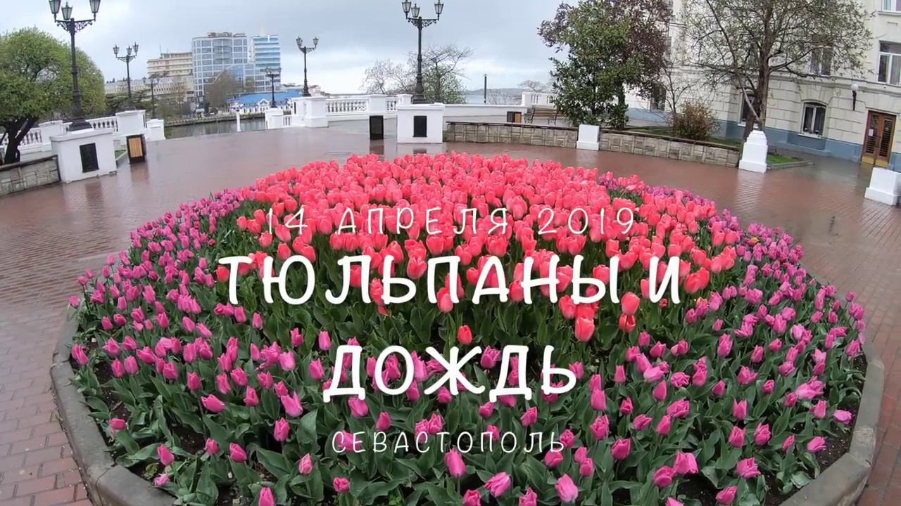 Тюльпаны и дождь