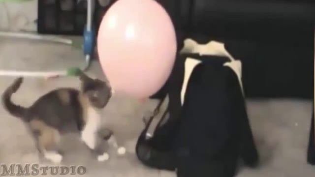 ***Игра кошек  с воздушными шариками***