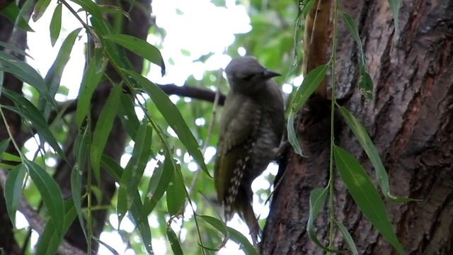 Седой дятел против муравьёв :) Grey-headed Woodpecker vs ants :)
