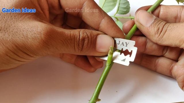 Rose Grafting, How to graft rose plant