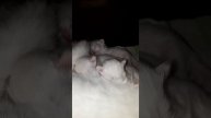 #котята Турецкая Ангора #новорожденныекотята