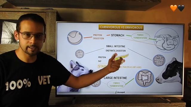Carbs II PART ENG