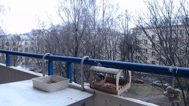Прямая трансляция из кормушки для птиц :)