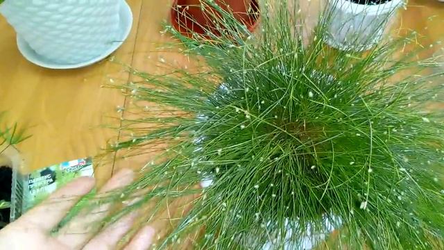 Комнатные цветы . Как подросли мои зимние новинки .