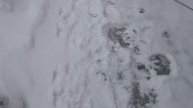 Собака тянет поводок, не слушается, нет команды КО МНЕ. Джек-Рассел терьер Шанель.