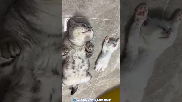 Посмотри и беззаботно живи!