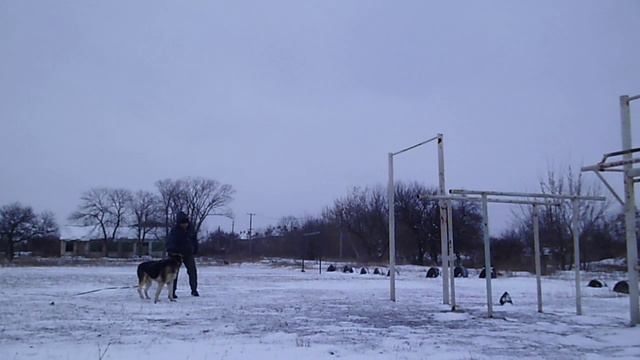 восточноевропейская овчарка Салман . тренинг 09,02,21