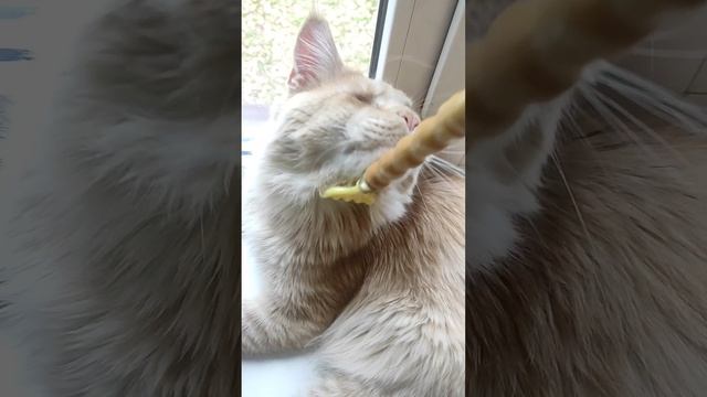 КотоЧёс ?