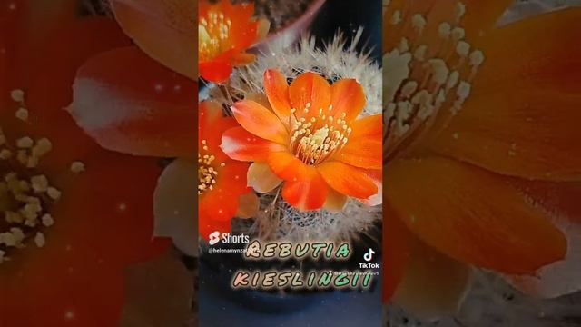 Цветущая ребуция