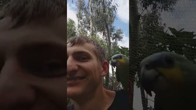 Тукан и немного попугаев