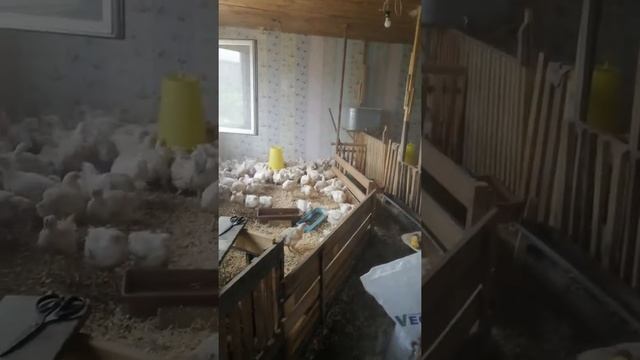 Бактерии Эм-Вита от запаха в курятнике