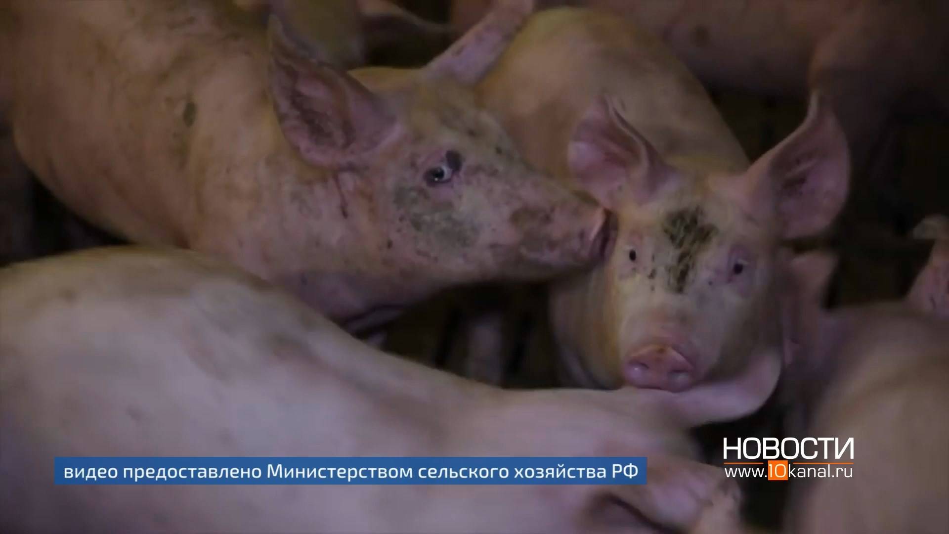 В Кузбассе усилены меры контроля за содержанием домашнего скота