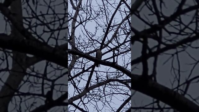Хищник в городе! Похоже ястреб.