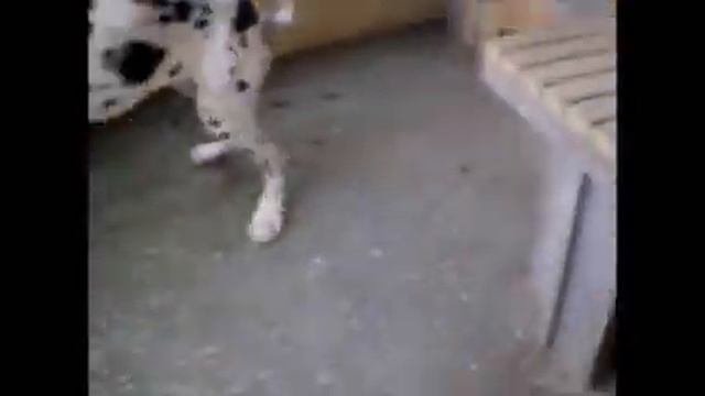 Во дворе дома Никоса