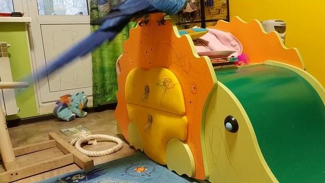 Попугай ара развлекается как может 