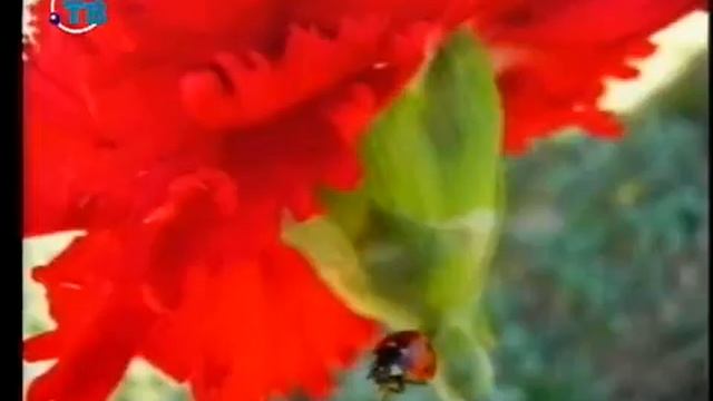 Цветы. Урок 3.4. Самые красивые однолетники. Часть 1