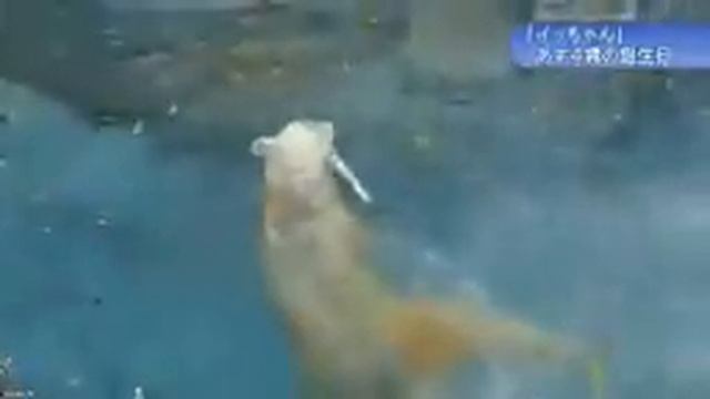 Шилка в японском зоопарке