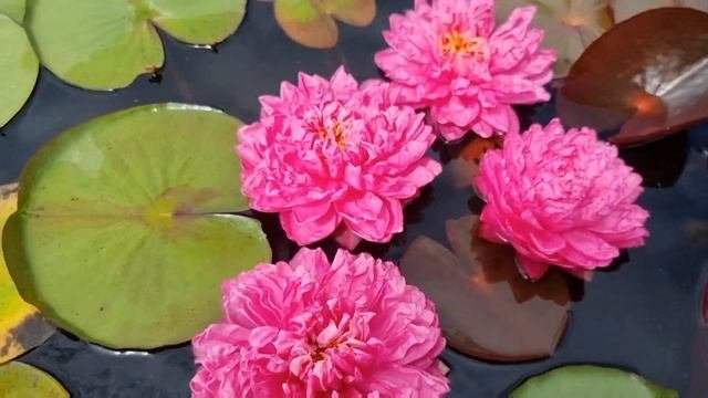 Нимфея WLK Russian Velvet кувшинка Русский Бархат селекция Хох Константина 2018 г.  Waterlilia.ru