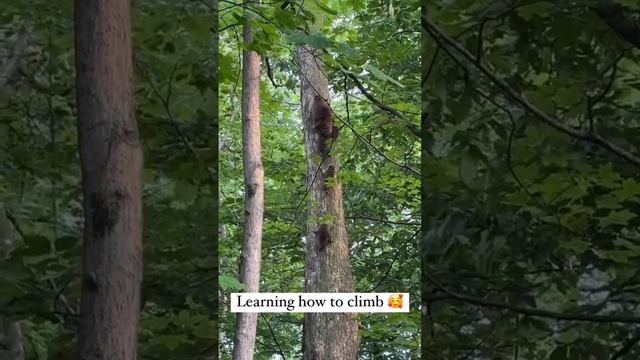 Енотики учатся карабкаться по деревьям
