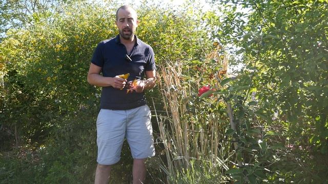 Des rosiers dans son Jardin