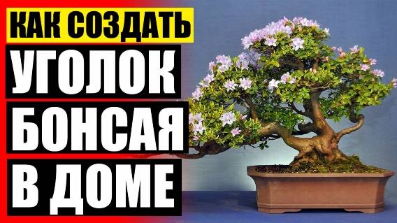 🔴 МАГАЗИН КОМНАТНЫХ РАСТЕНИЙ ДОСТАВКА ⭐ ПРОДАЖА КОМНАТНЫХ РАСТЕНИЙ НА АВИТО В АСТРАХАНИ 🔴