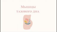 Мышцы тазового дна - анатомия, строение, функция.
