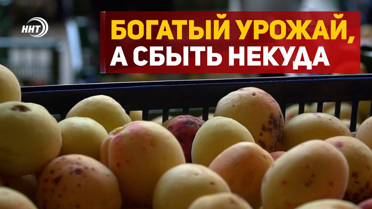 На богатом урожае не всегда богатым станешь