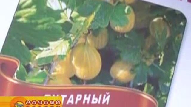 Саженцы плодовых деревьев и кустарниковосенняя посадка)