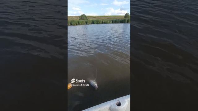 ТОЛСТОЛОБ НА МОРМЫШИНГ