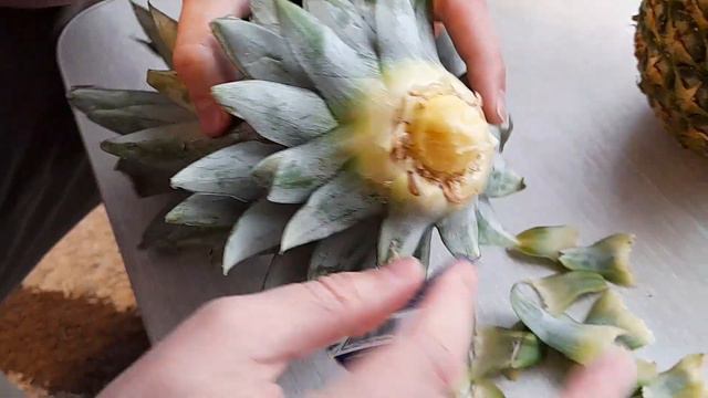 КАК ВЫРАСТИТЬ АНАНАС В ДОМАШНИХ УСЛОВИЯХ. How to grow pineapple. Выращивание ананасов дома.