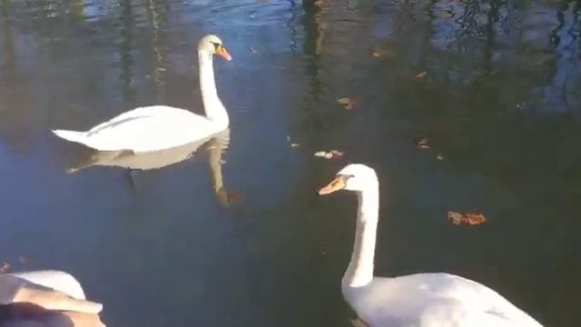 Лебеди