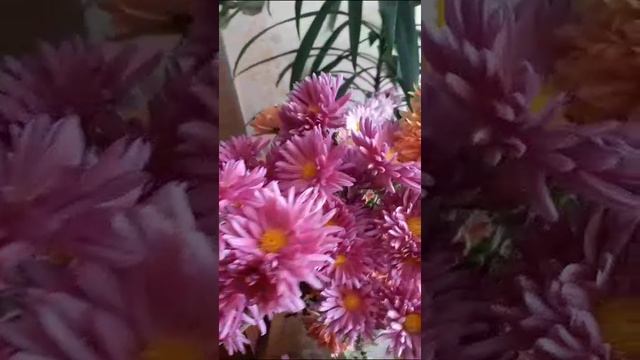 VID-20231029-WA0002.mp4
