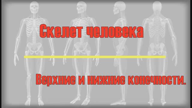 Скелет человека: конечности и пояса конечностей