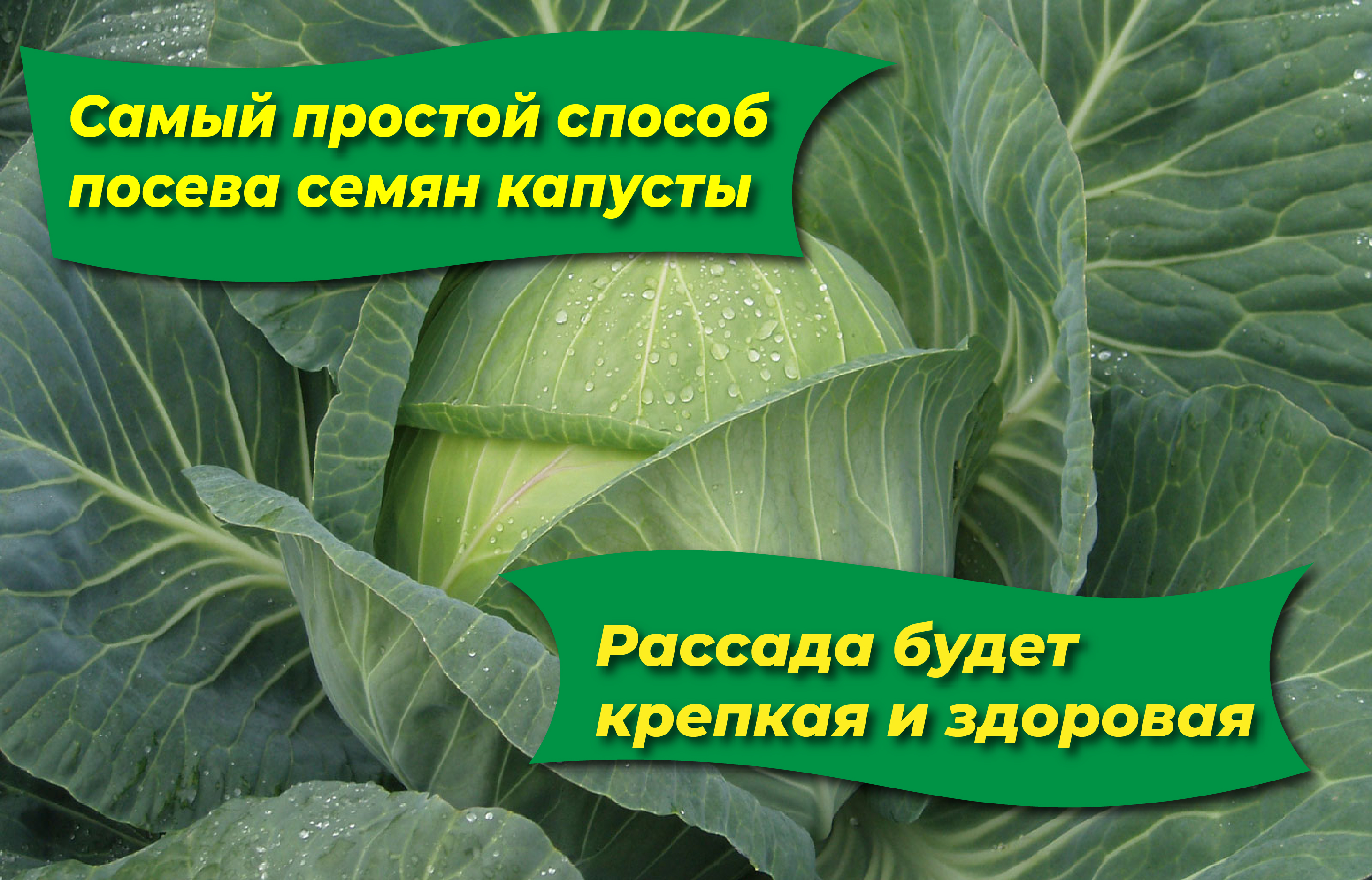 Самый простой способ посева семян капусты, чтобы выросла крепкая и здоровая рассада.