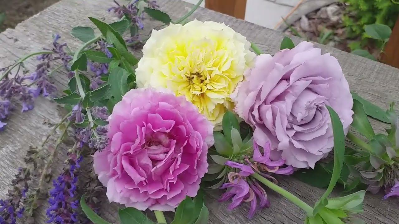 Сочетания... Розы Шахерезада, Новалис, Чайна Герл. И компаньоны.