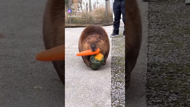 Бобр Добр #бобер #животные #еда #морковь