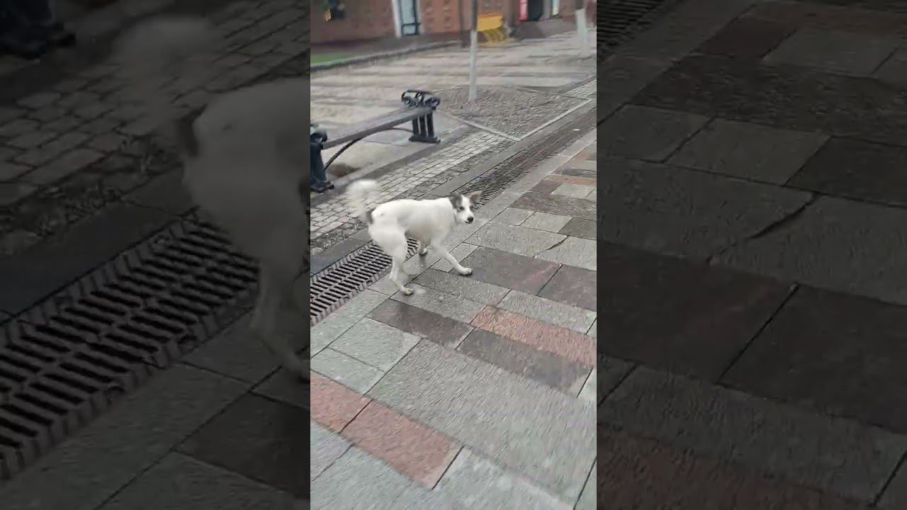 3 Не в духе, напала, облаяла