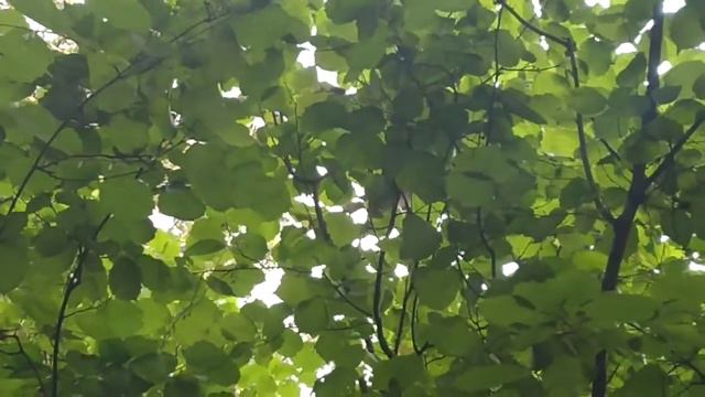 Бéлки. Видеоохота #14/Катерици. Видео лов #14/Squirrels. Video hunting #14 🐿️    27.08.2020