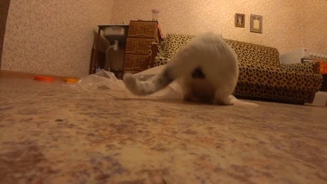 приколы с котами кот Белка приколы про животных !