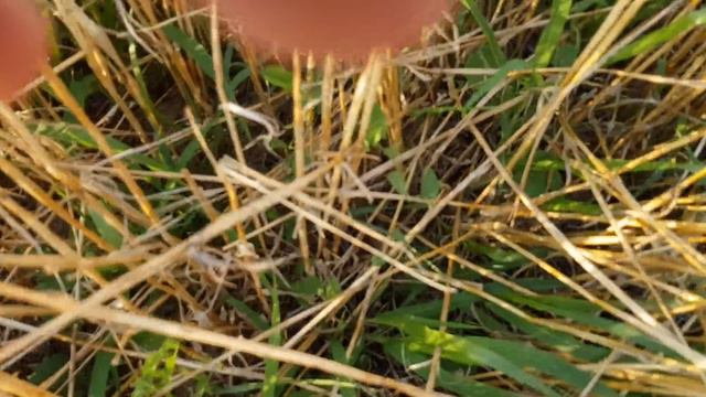 Покровные культуры. No-till 20.07.2018 состояние покровных культур