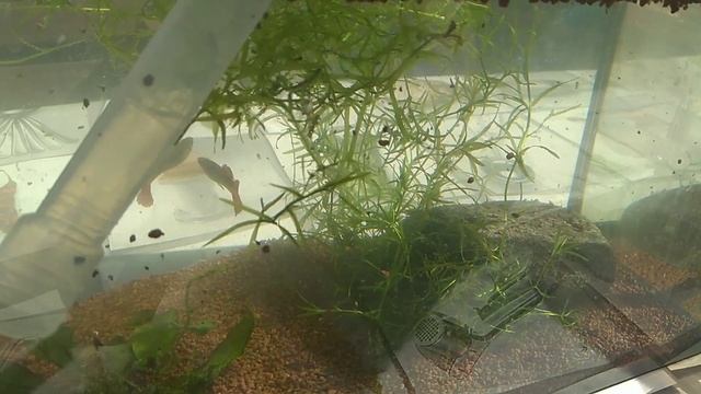 Sifonado del acuario