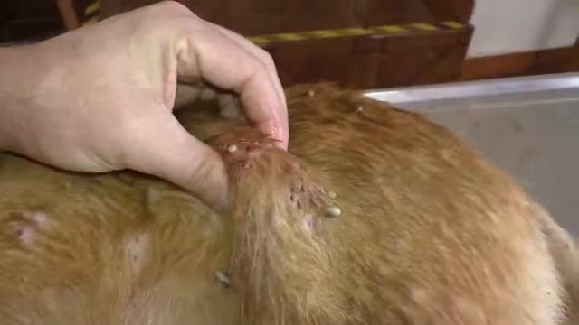 Remove mangoworms from dog - Remove mango worms from dog skin Удалите манговых червей с кожи собаки
