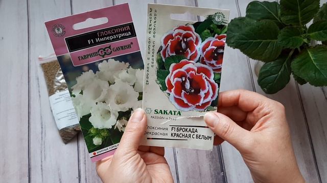 Посев семян глоксиний.Всхожесть. Удобрение пролонгированного действия Осмокот.