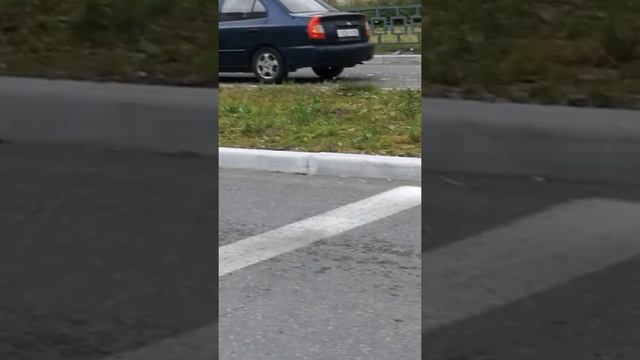 Коровы