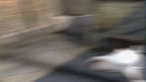 Shrek 2 - Tonight on Knights