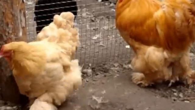 Кохинхин палевый..
