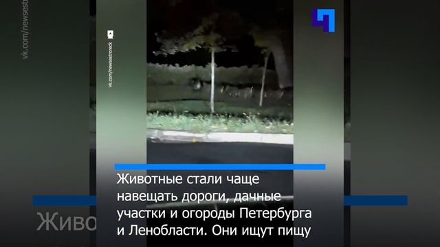 По центру Сестрорецка пробежало стадо кабанов